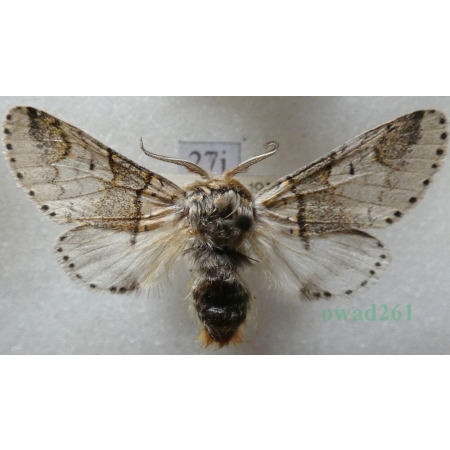 Furcula furcula (Clerck, 1759) male Widłogonka widlica Czech27j